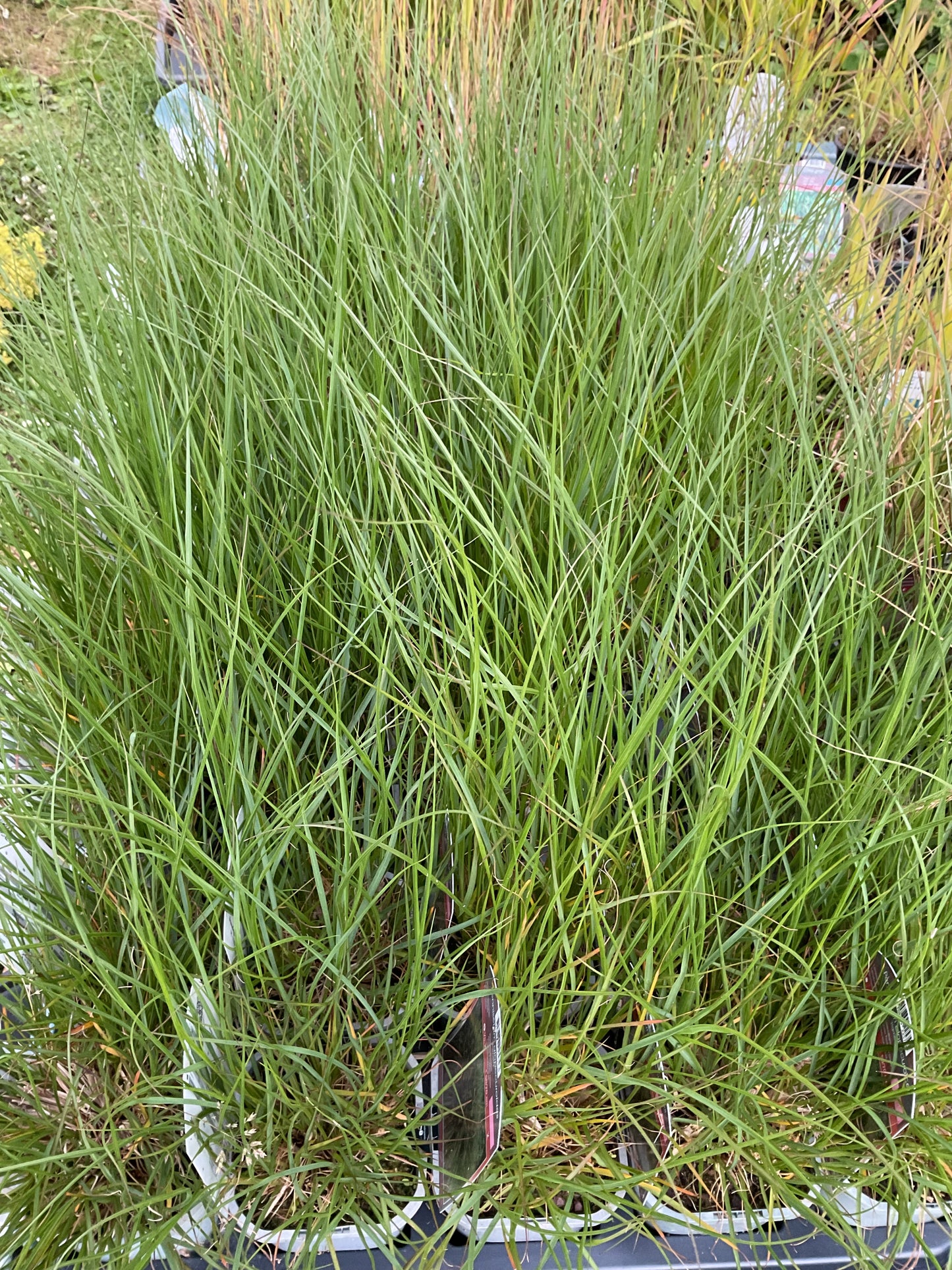 Pennisetum alopecuroides ‘Hameln’