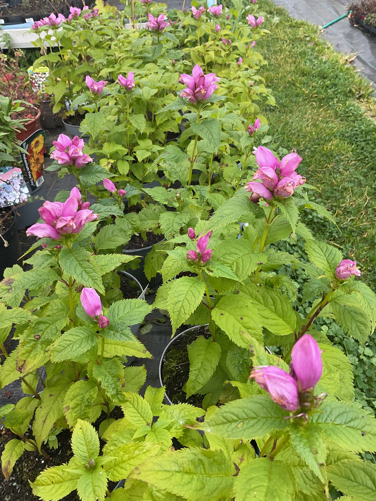 Chelone obliqua ‘Hot Lips’ P17