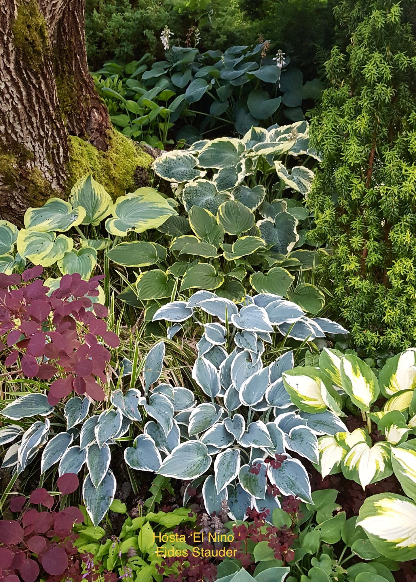 Hosta ‘El Nino’