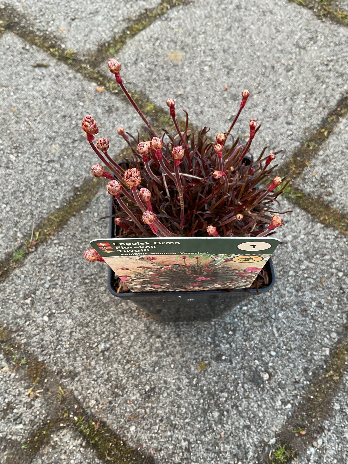 Armeria maritima ‘Vesuvius’ P11