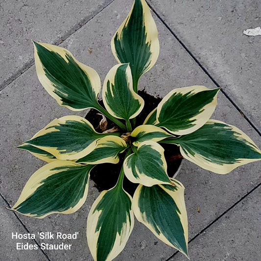 Hosta ‘Silk Road’