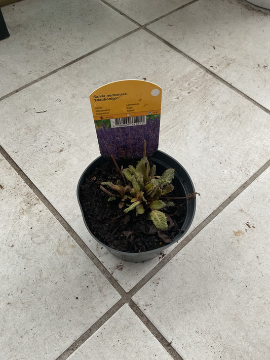 Salvia nemorosa ‘Blaukönigin’ P11,5