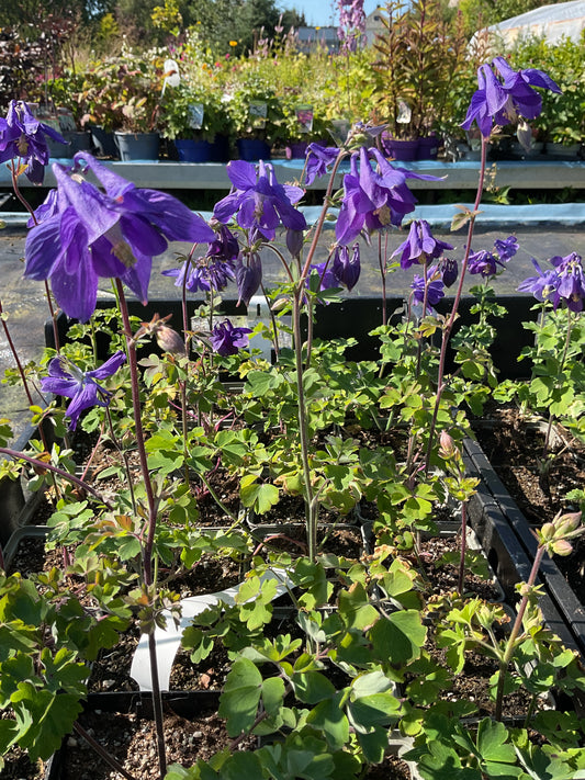 Aquilegia alpina Tilbud 3 stk planter 9x9 cm