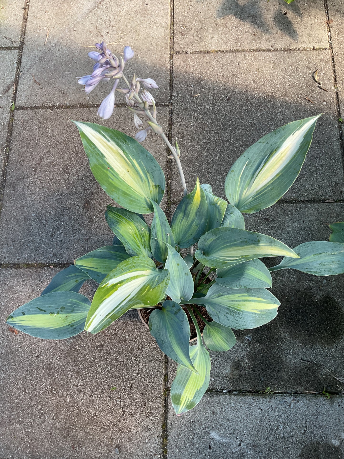 Hosta ‘Grand Marquee’ P15