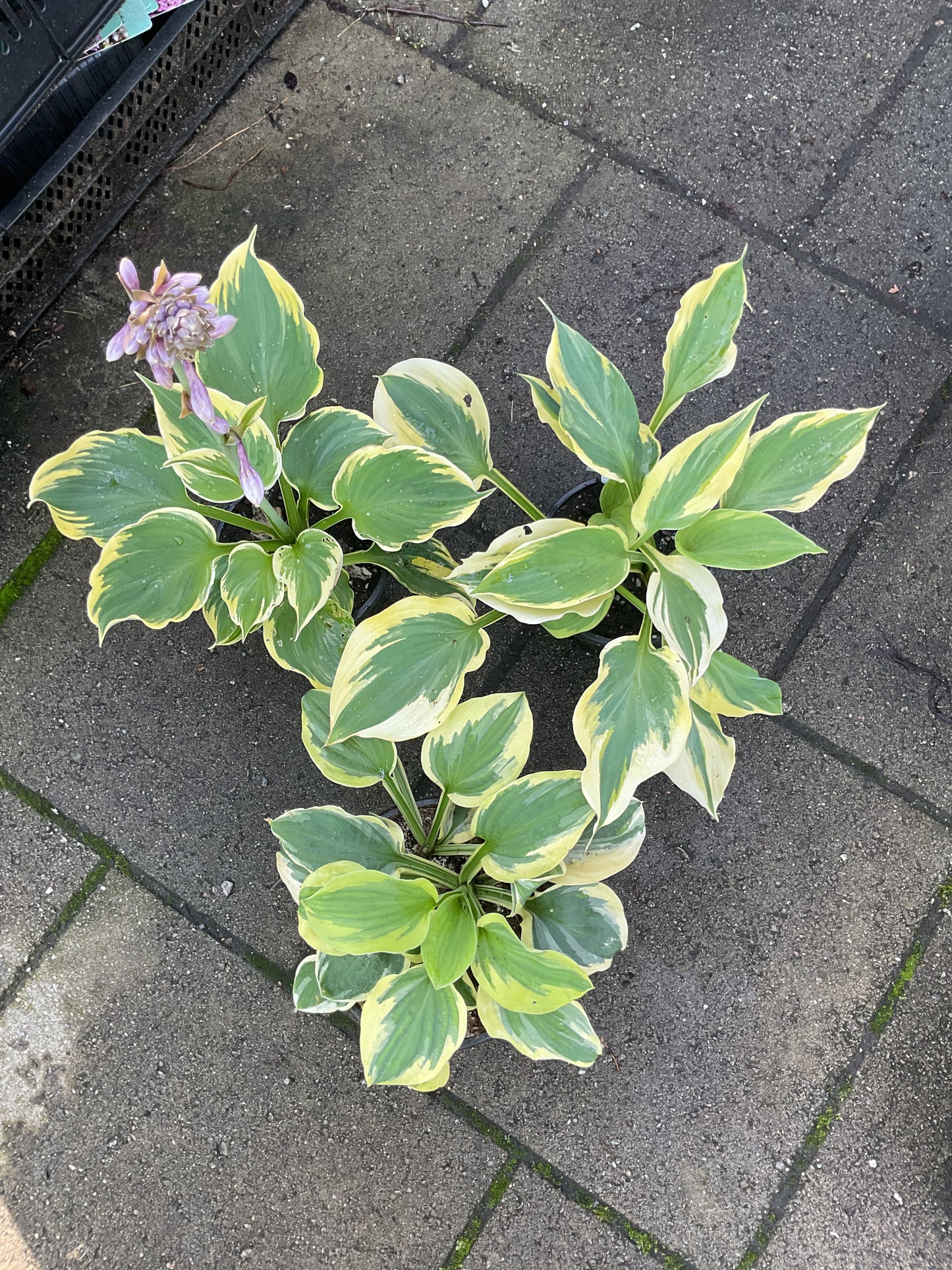 Hosta ‘Majesty’