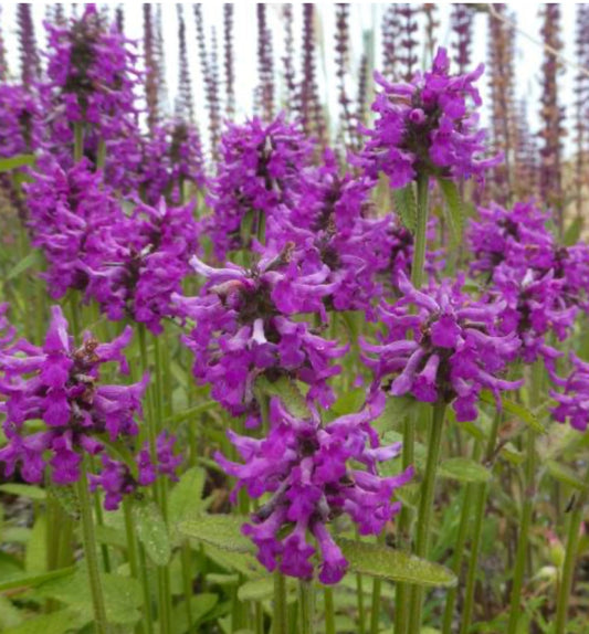 Stachys moniero ‘Hummelo’ P11