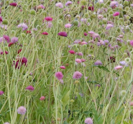 Knautia macedonica. ‘Melton Pastels’