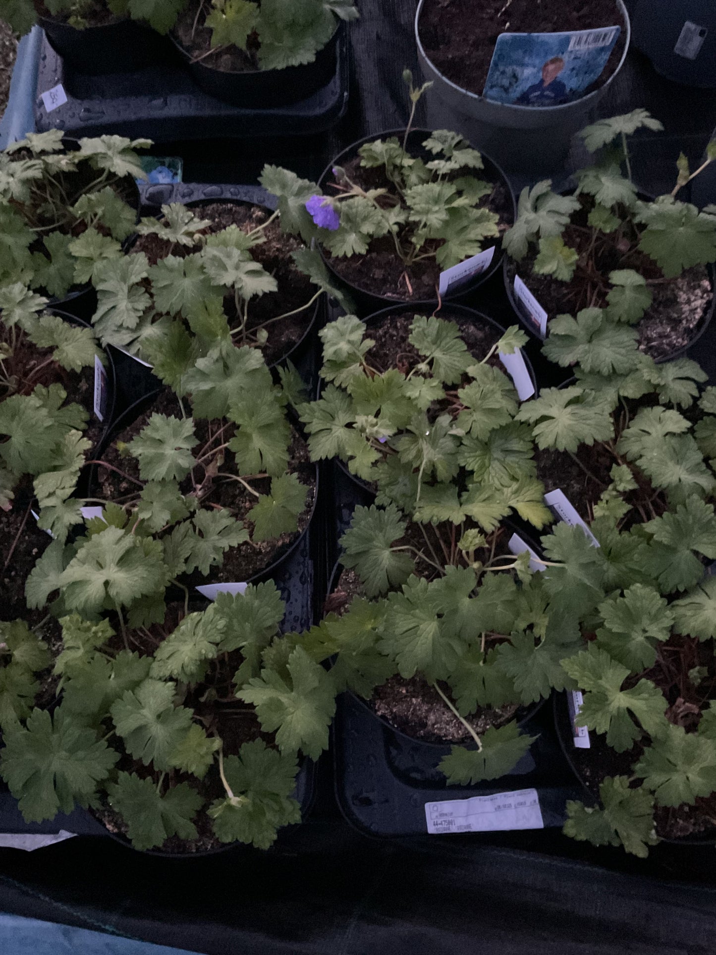 Geranium hyb. ‘Rozanne’ P17 (2 ltr potter)