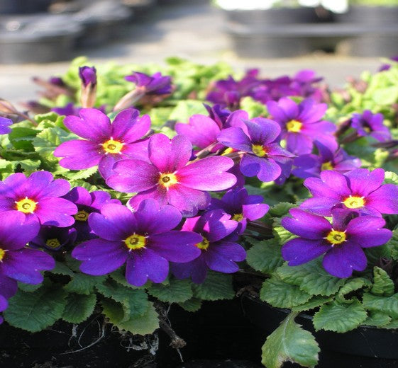 Primula juliae ‘Wanda’