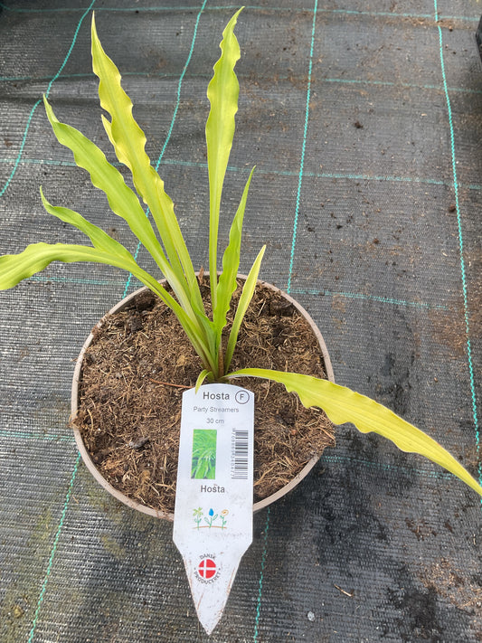 Hosta ‘Party Streamers’®️ P15