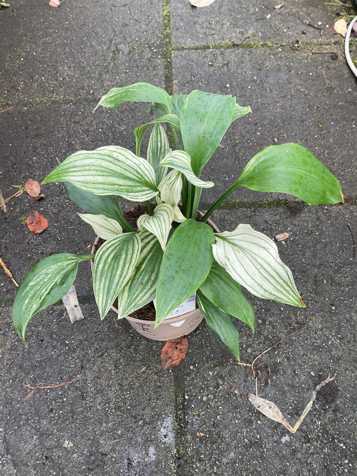 Hosta ‘Silver Feather’ P15