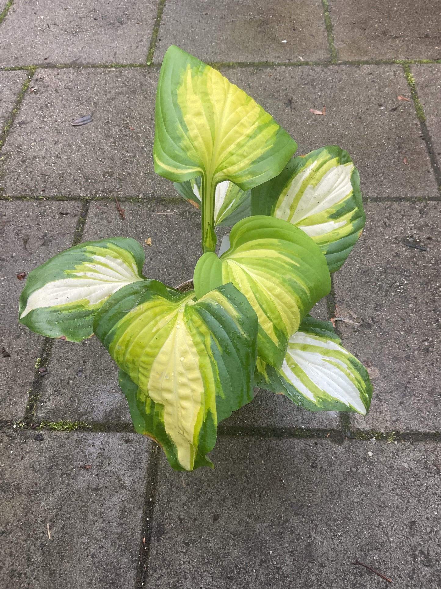 Hosta ‘Heatwave Harmony’ P15