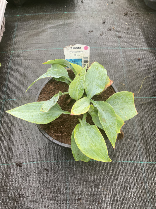 Hosta ‘Tarheel Blue’ P13