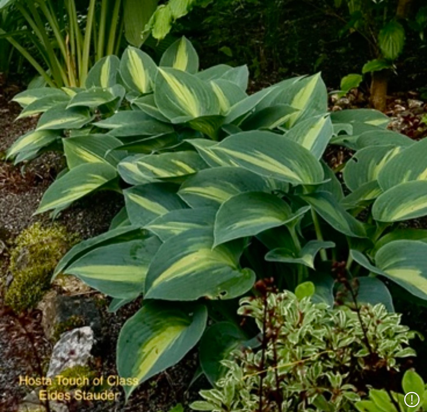 Hosta ‘Touch of Class’