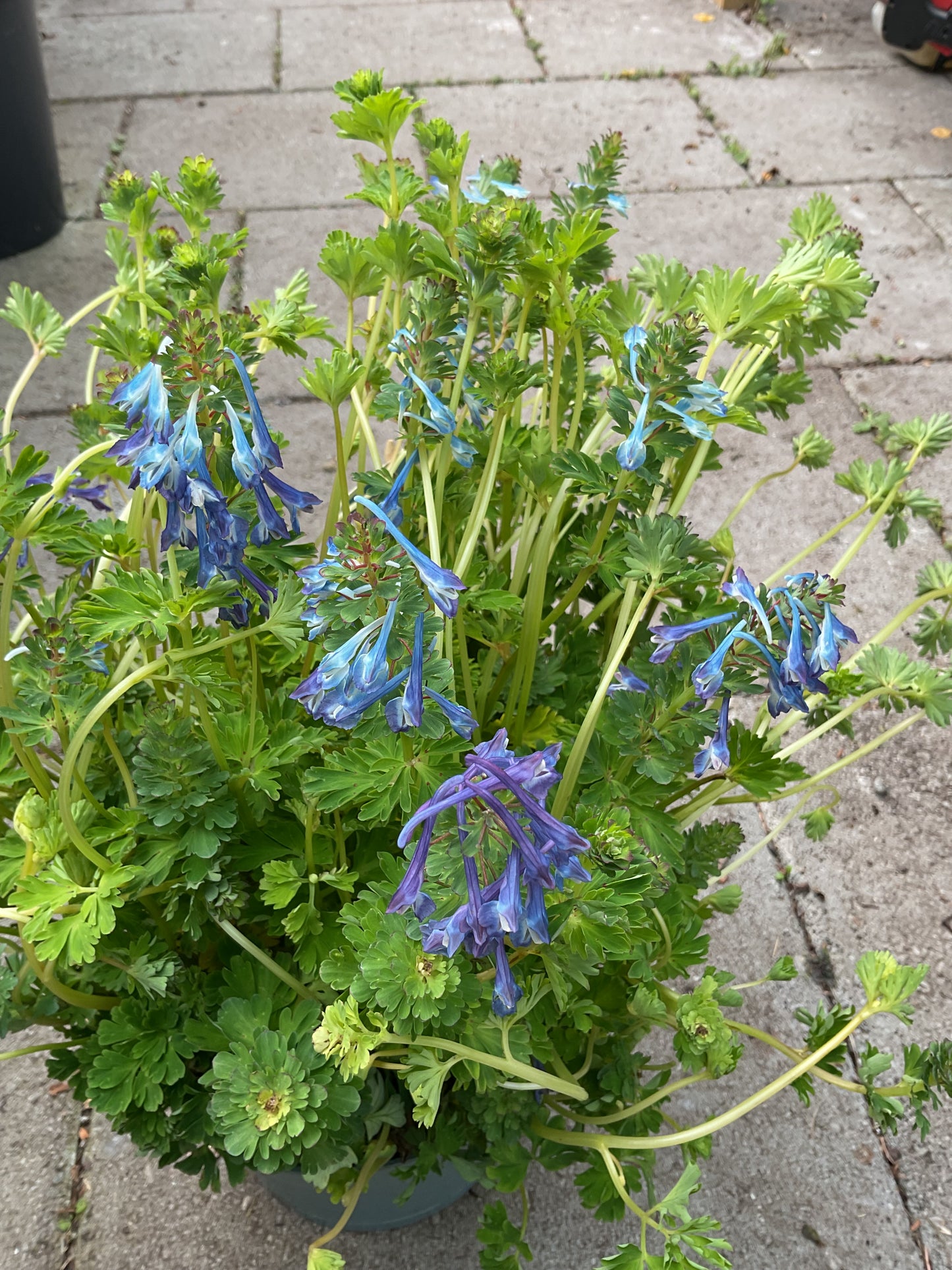 Corydalis calycosa P21