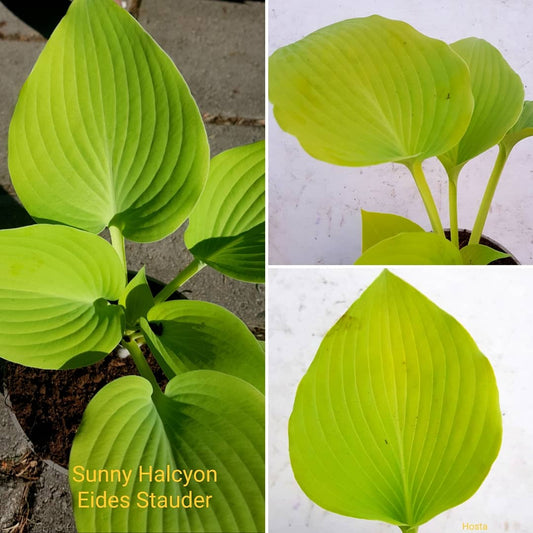 Hosta ‘Sunny Halcyon’