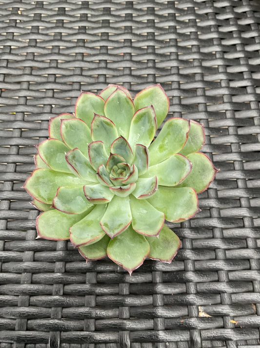 Echeveria pulidonis 'Miranda' P6