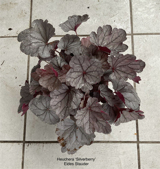 Heuchera ‘Silverberry’ P15