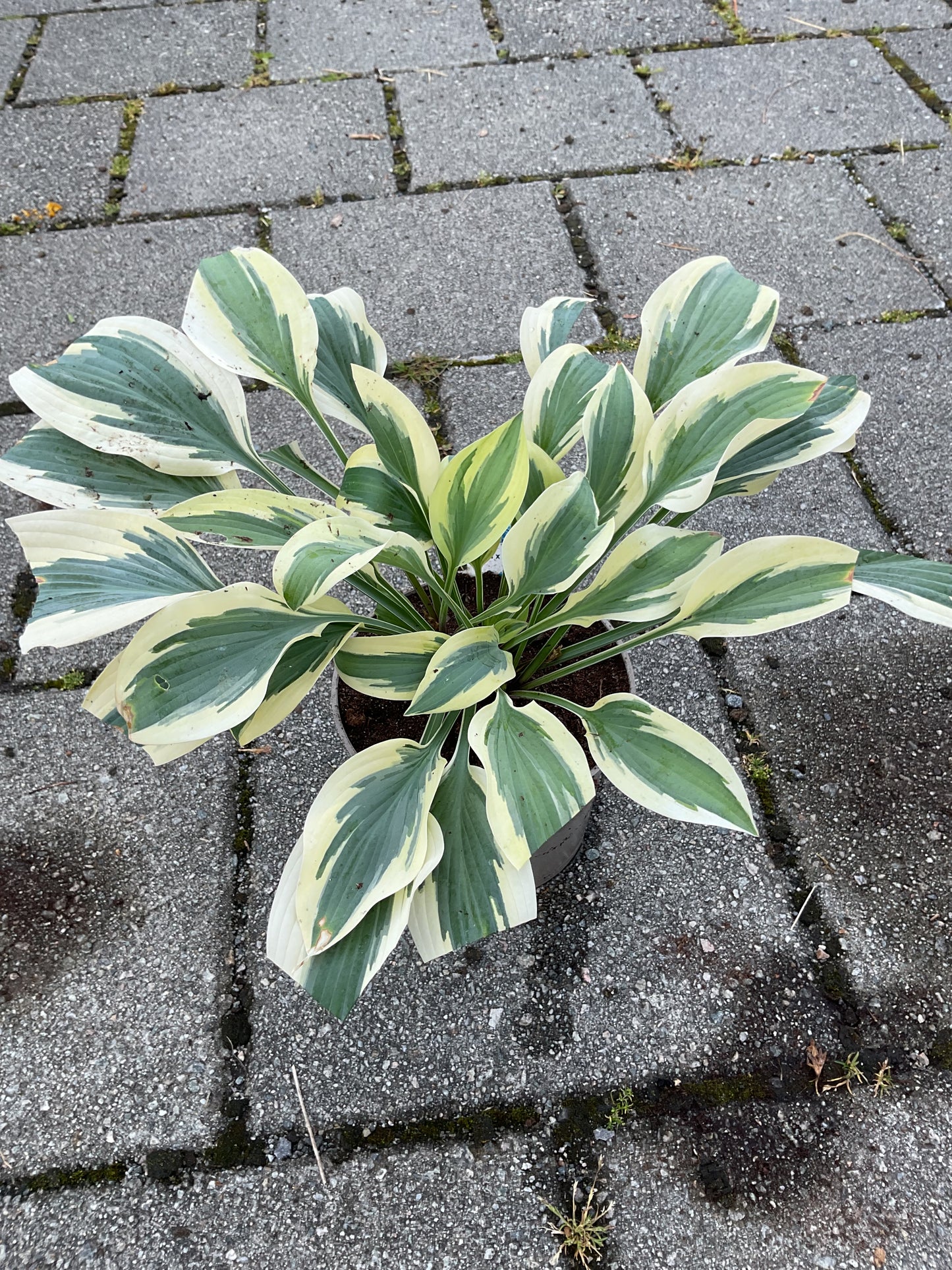 Hosta ‘Angelique’ P15