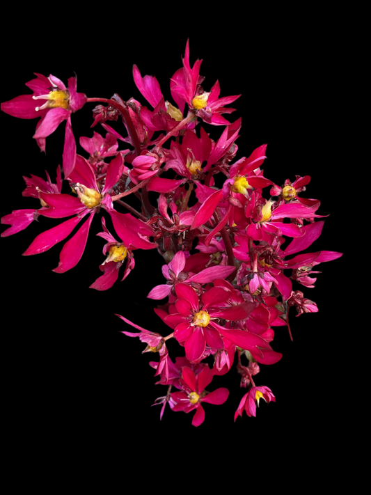Saxifraga cortusifolia ‘Dancing Pixies Tally’ Rød P13