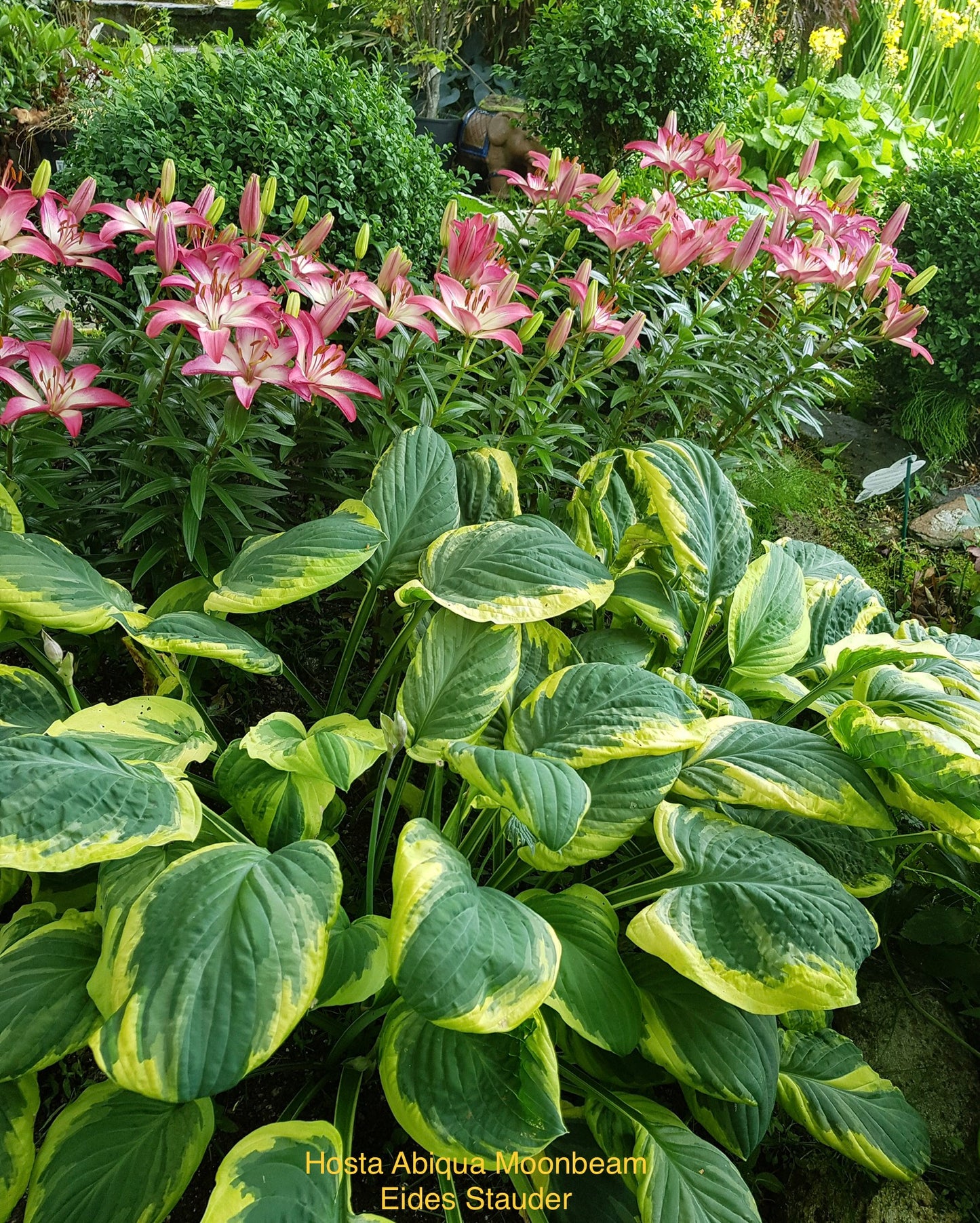 Hosta ‘Abiqua Moonbeam’