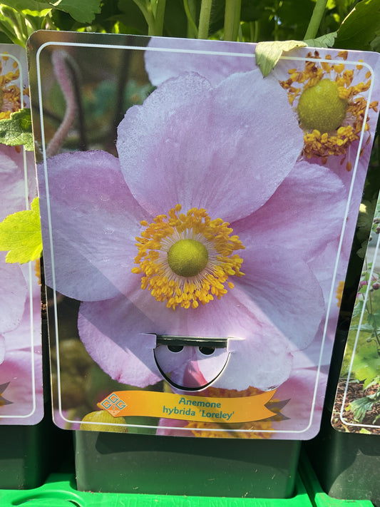 Anemone hybrid ‘Loreley’ P11x11