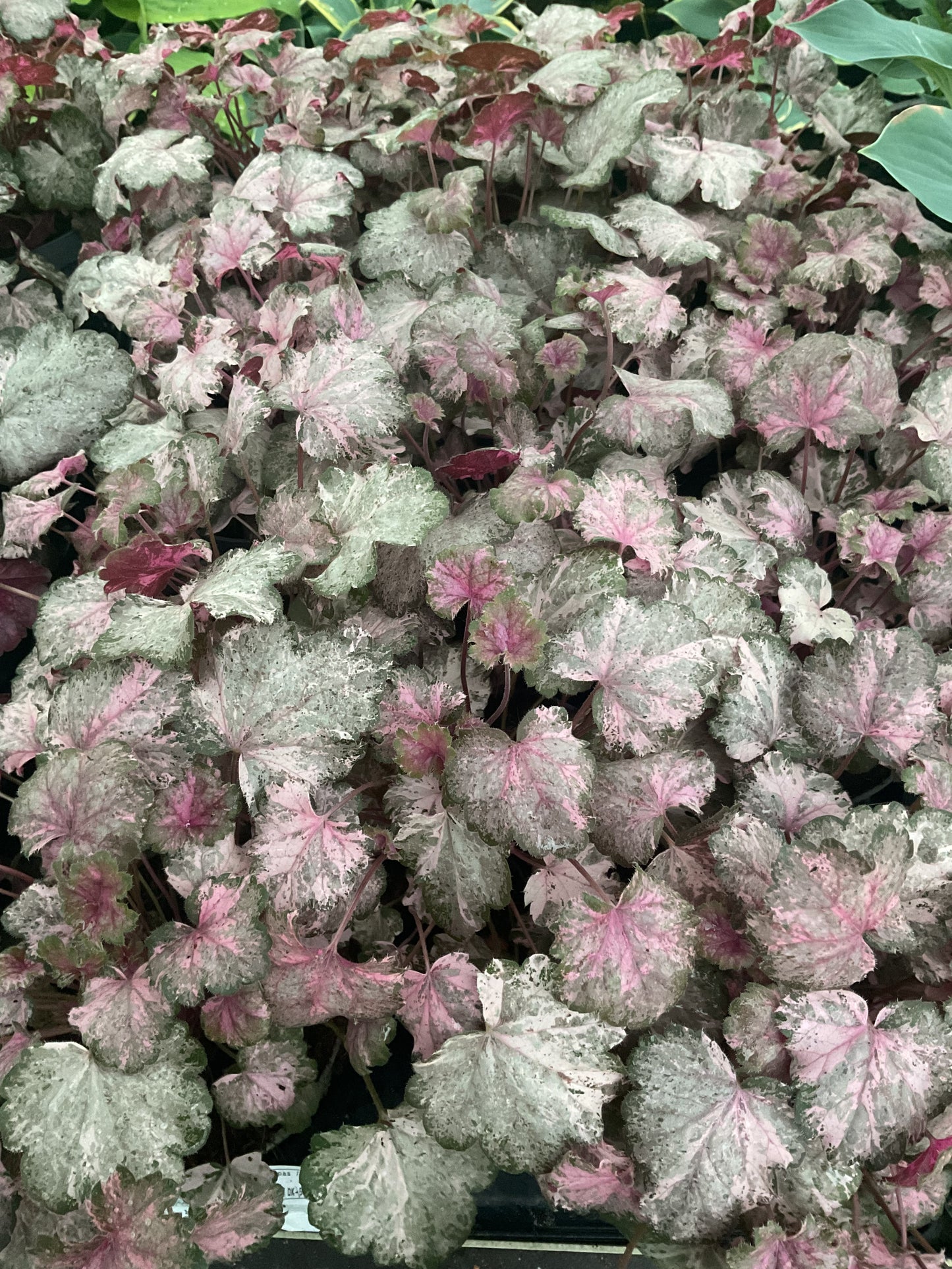 Heuchera ‘Pinky Panky’ P11