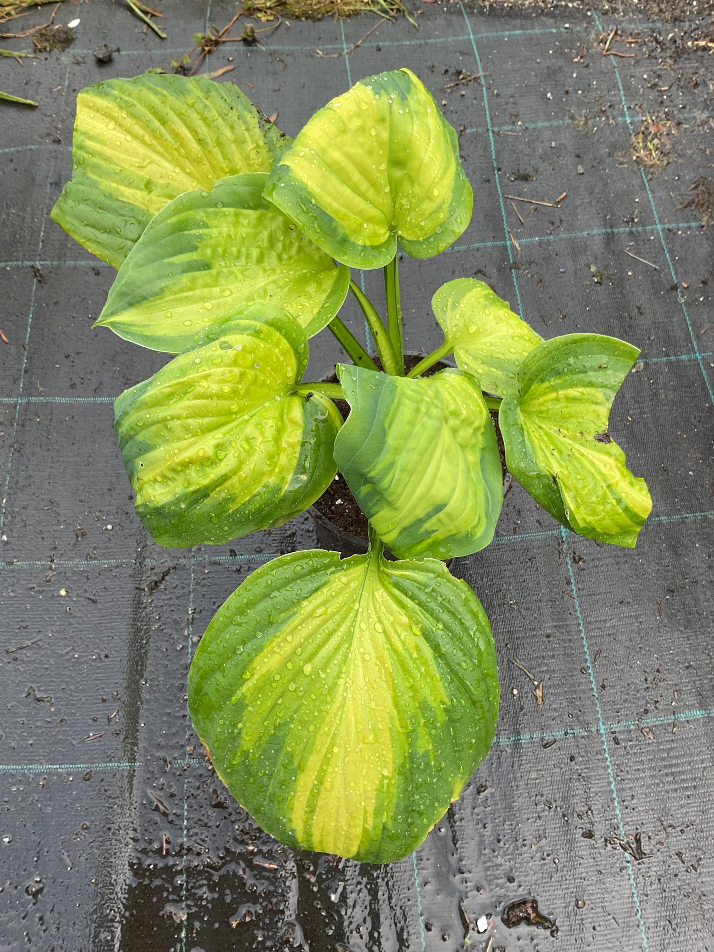 Hosta ‘Cathedral Windows’