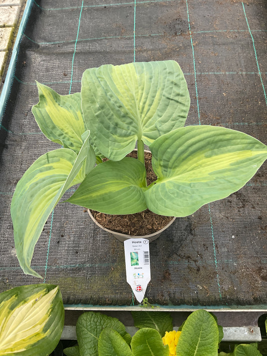 Hosta ‘Sister Act’ P15