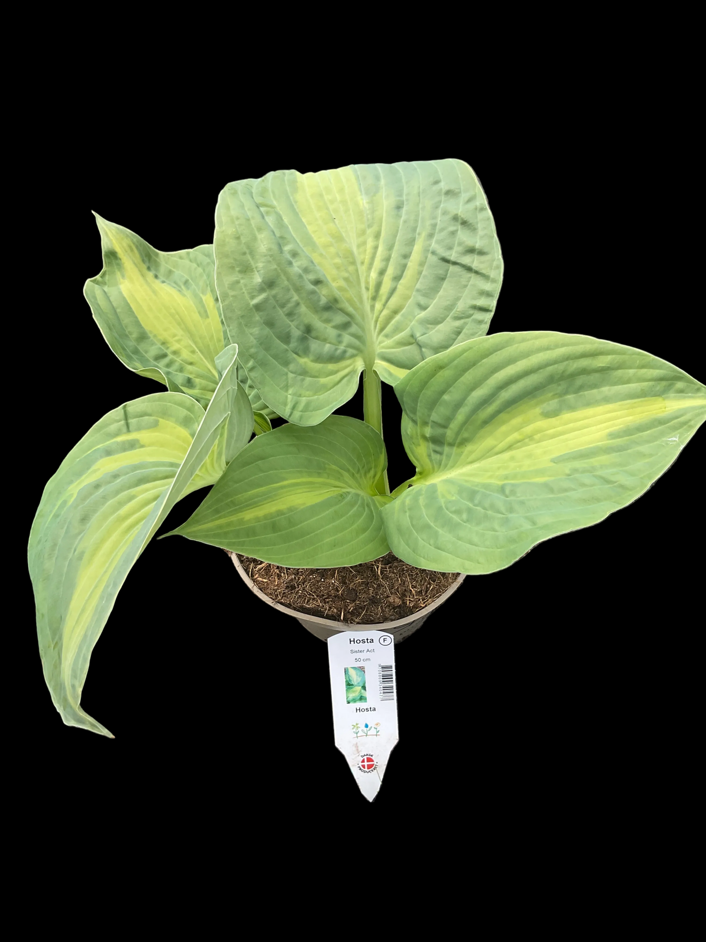 Hosta ‘Sister Act’ P15