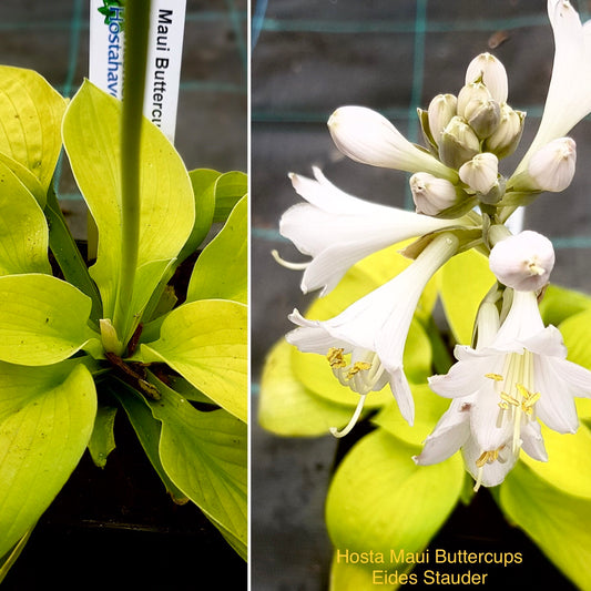 Hosta ‘Maui Buttercups’