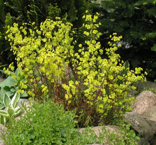 Euphorbia amygdaloides ‘Purpurea’