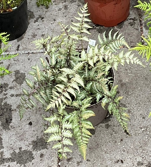 Athyrium nipponicum ‘Metallicum’ P17