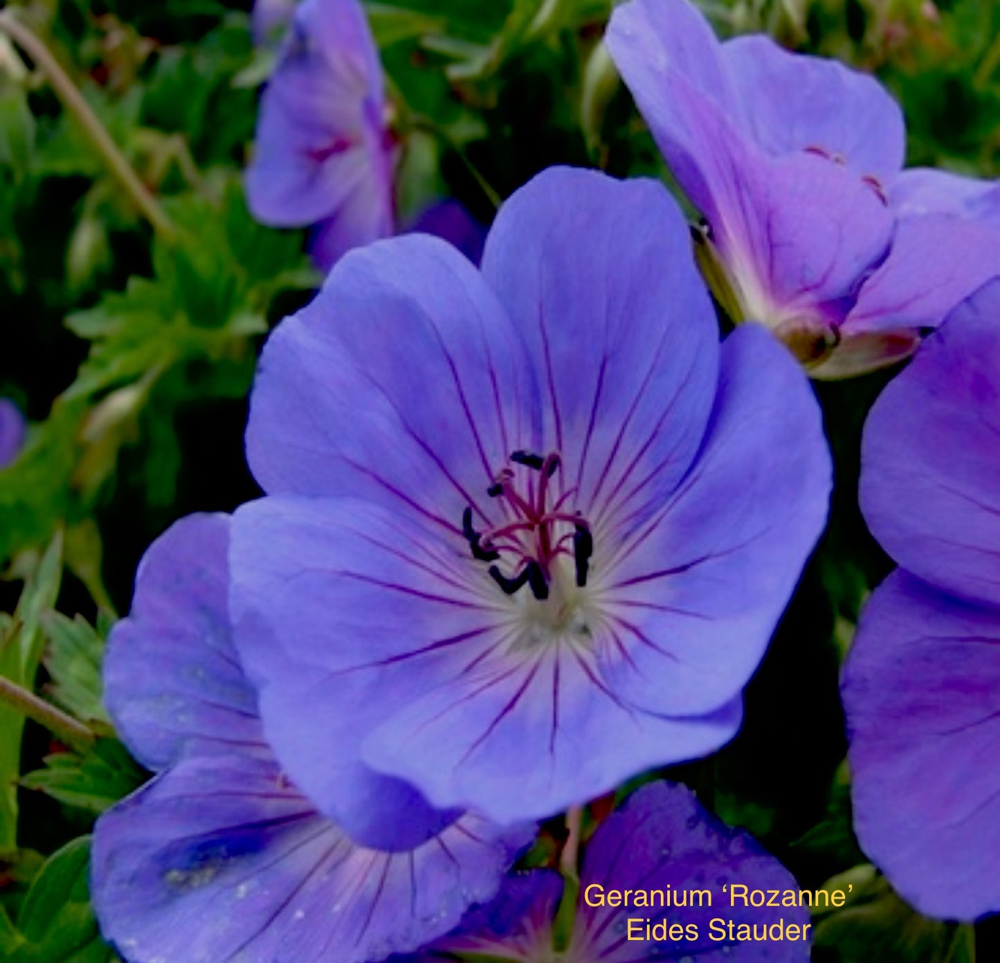 Geranium hyb. ‘Rozanne’ P17