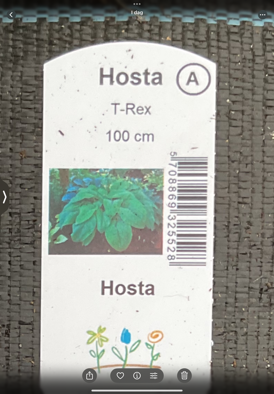 Hosta ‘T-Rex’ P15