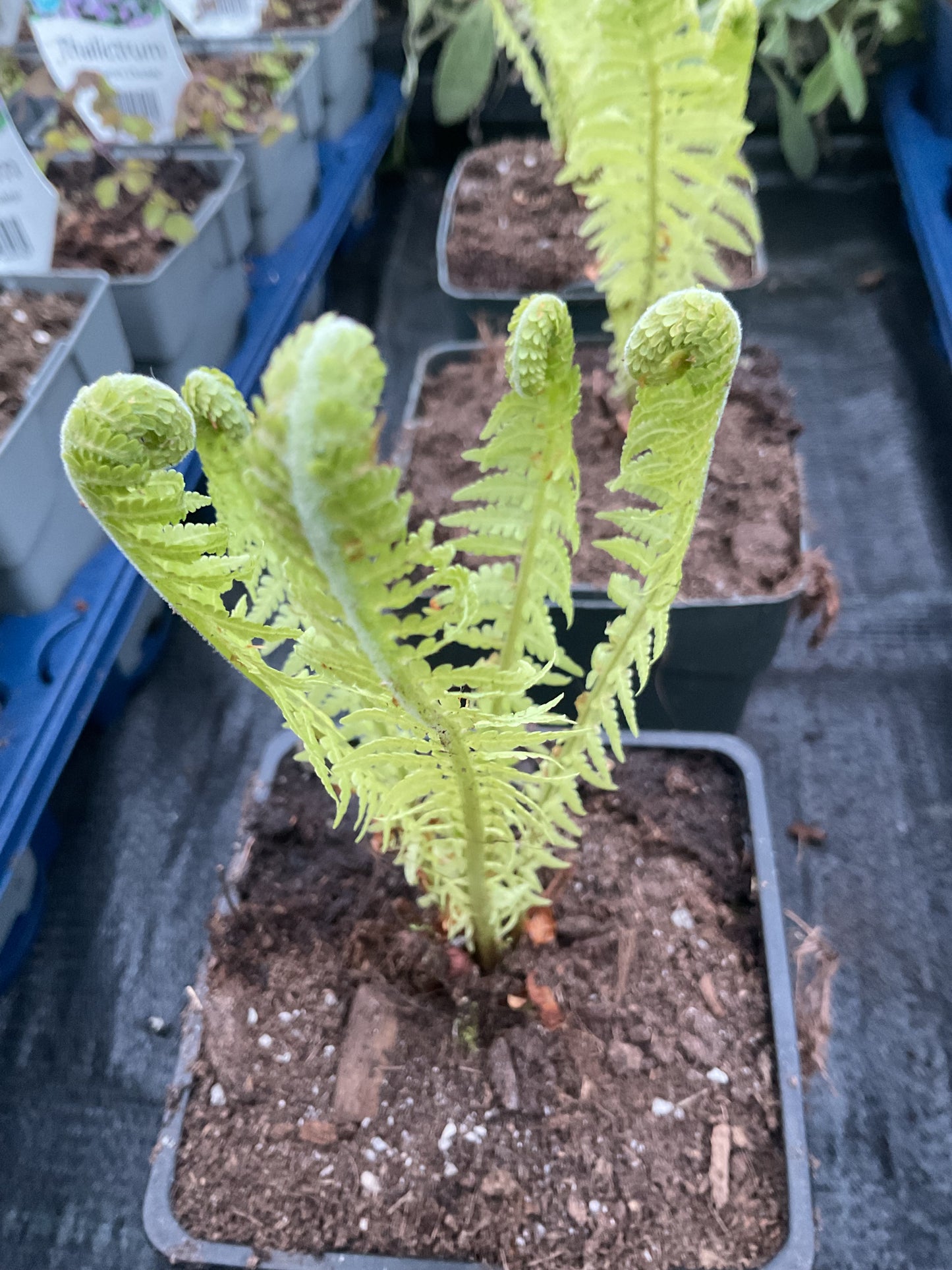 Matteuccia struthoides P11x11