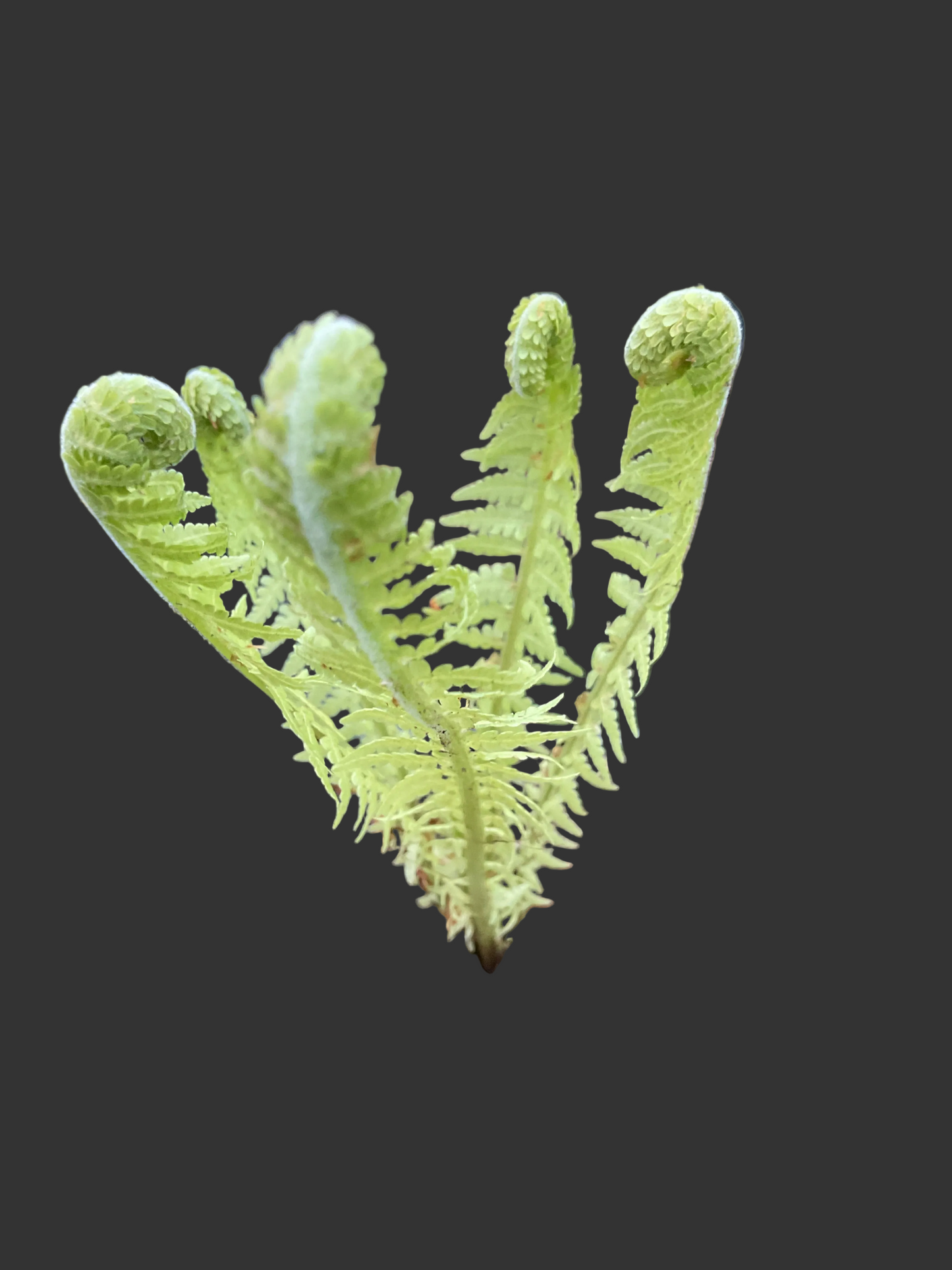 Matteuccia struthoides P11x11