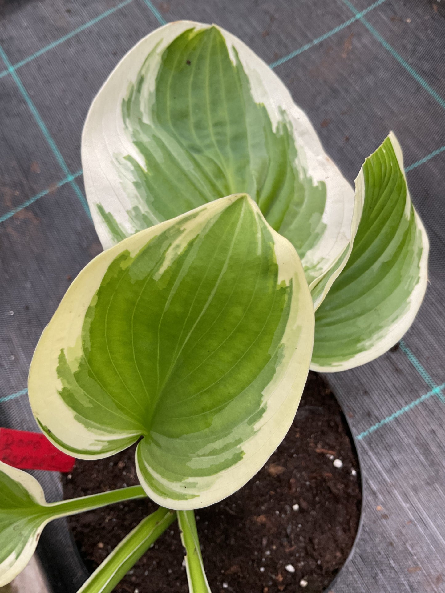 Hosta ‘Diana Remembered’