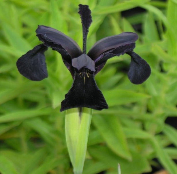 Iris chrysographes ‘Black Form’