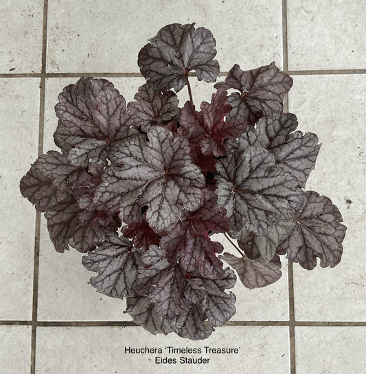 Heuchera ‘Timeless Treasure’ P15