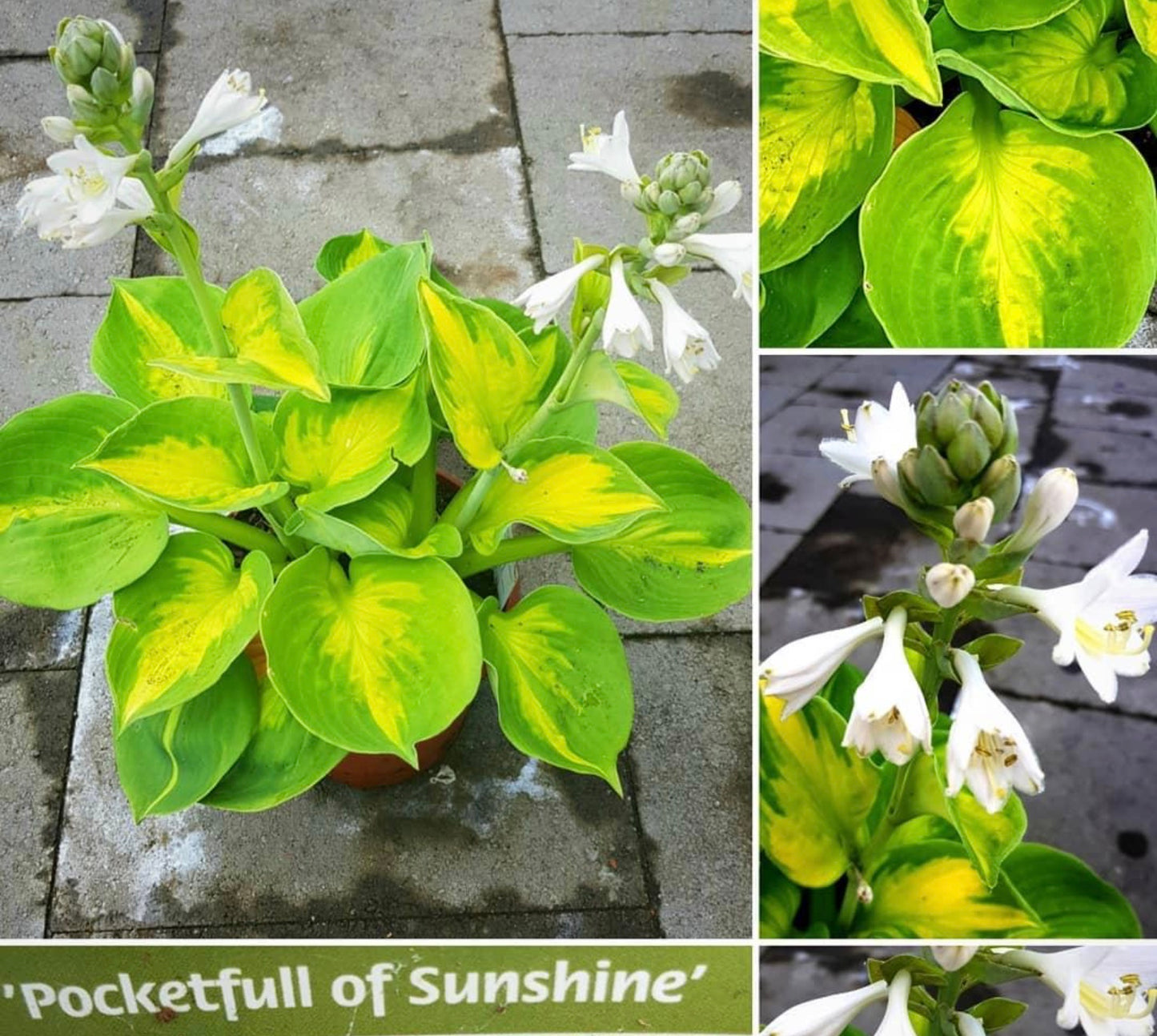 Hosta ‘Pocketful of Sunshine’ P15