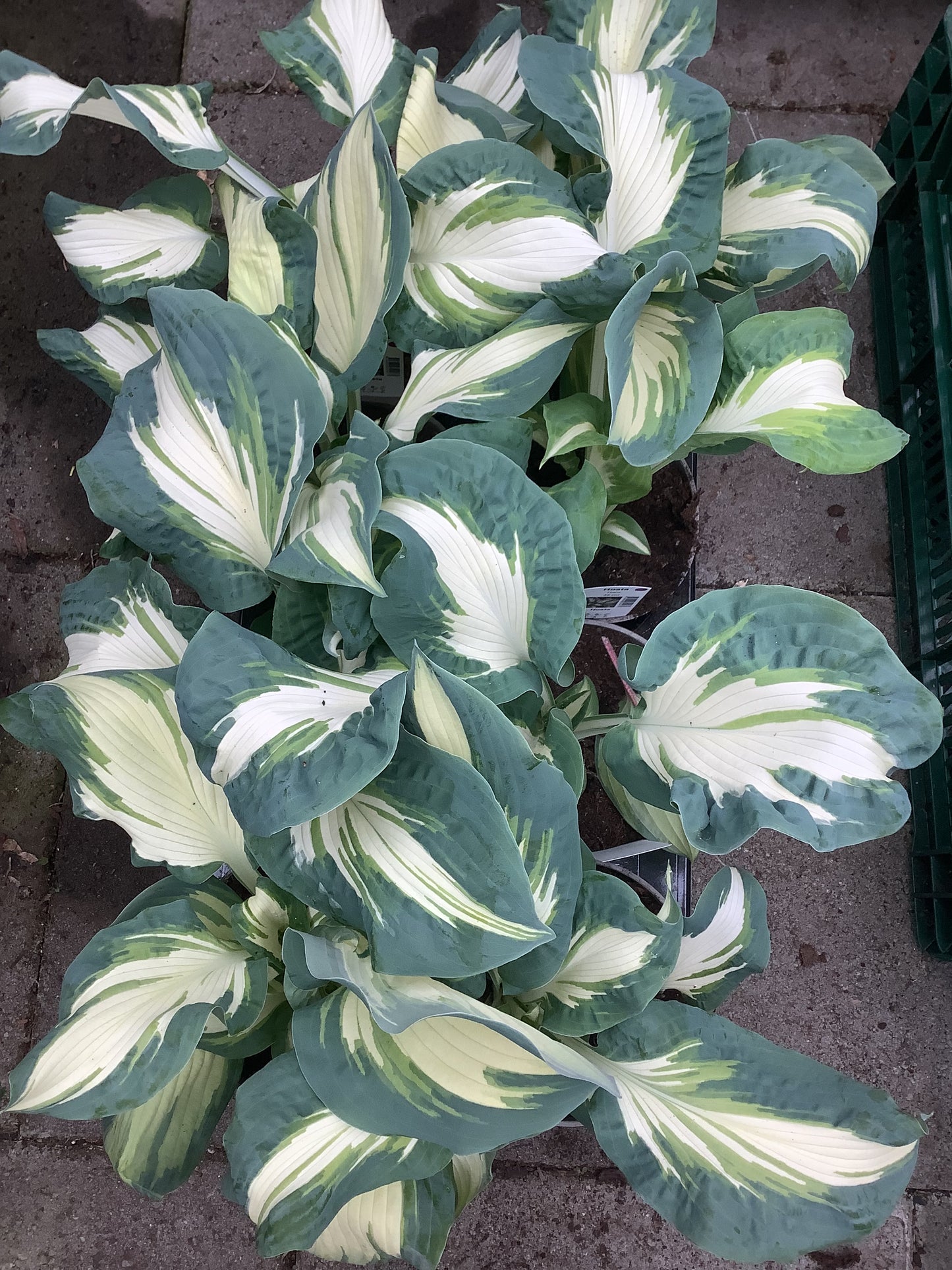 Hosta ‘Hans’ P15