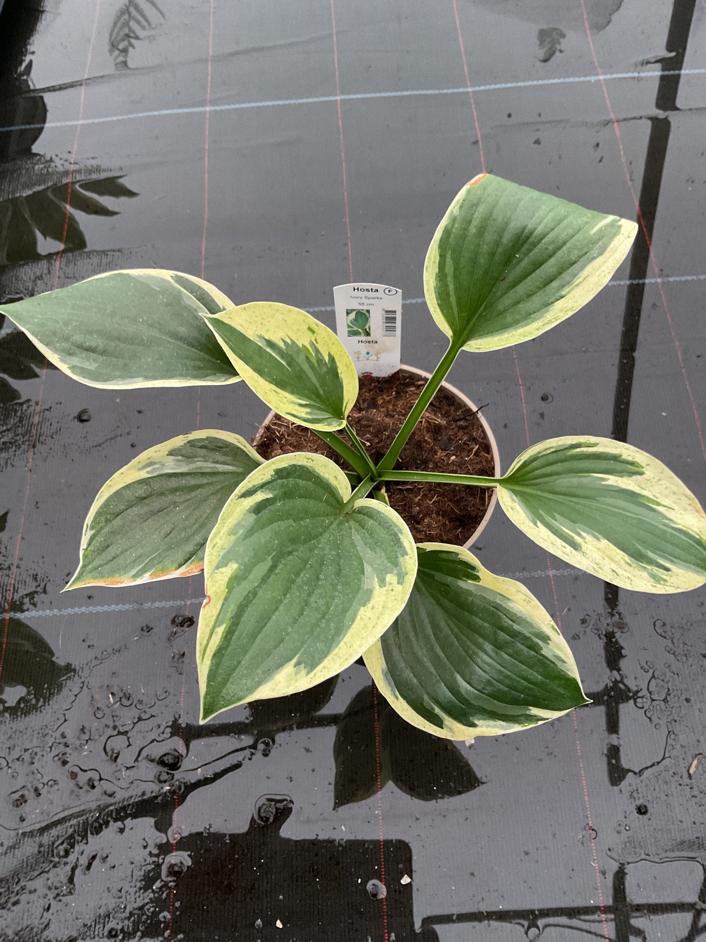 Hosta ‘Ivory Sparks’ P15