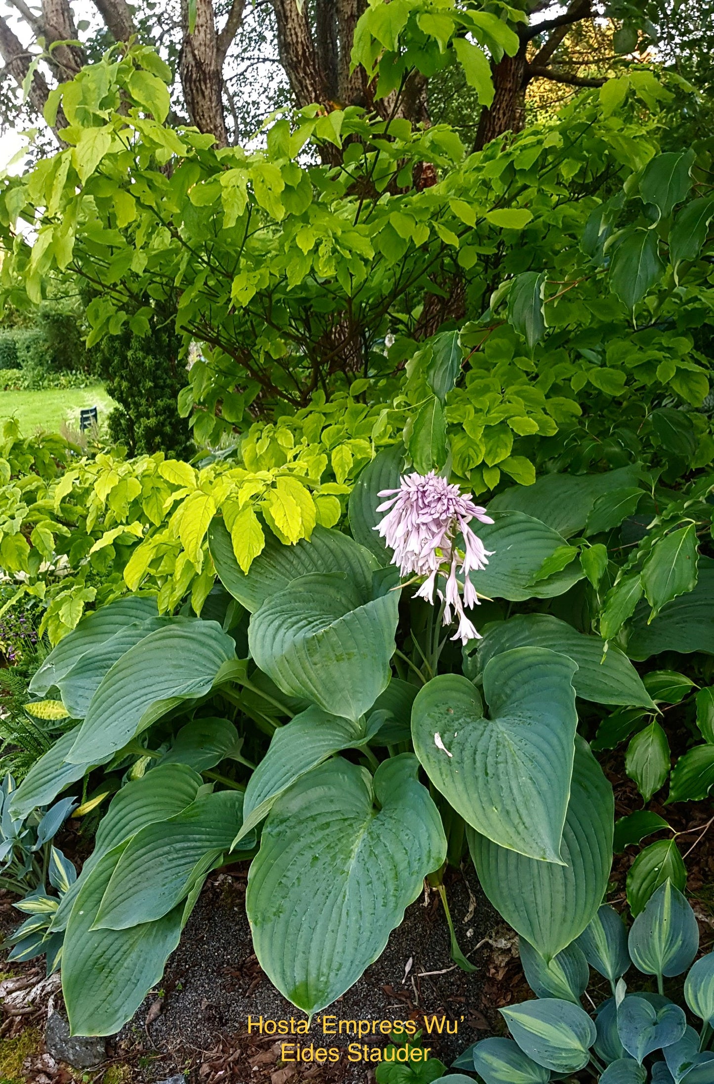 Hosta ‘Empress Wu’