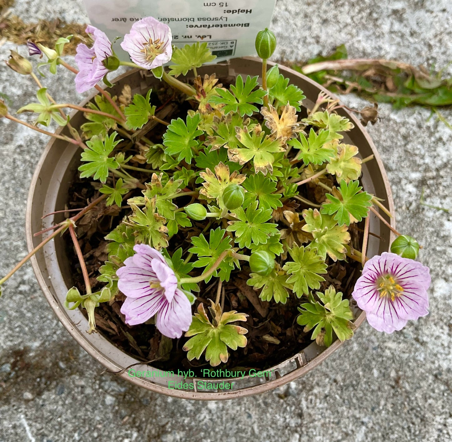 Geranium hyb. ‘Rothbury Gem®️’