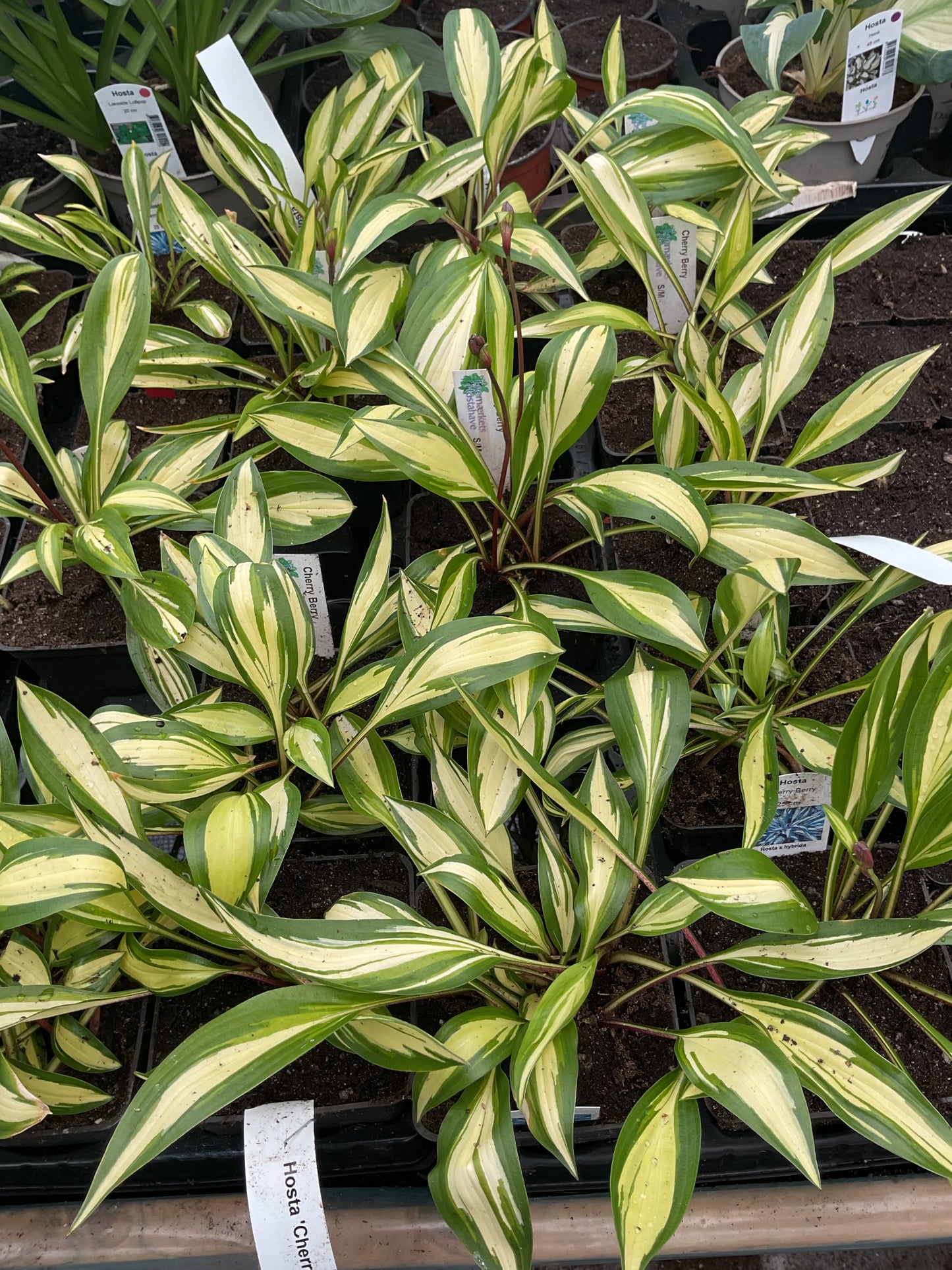 Hosta ‘Cherry Berry’ P10x10