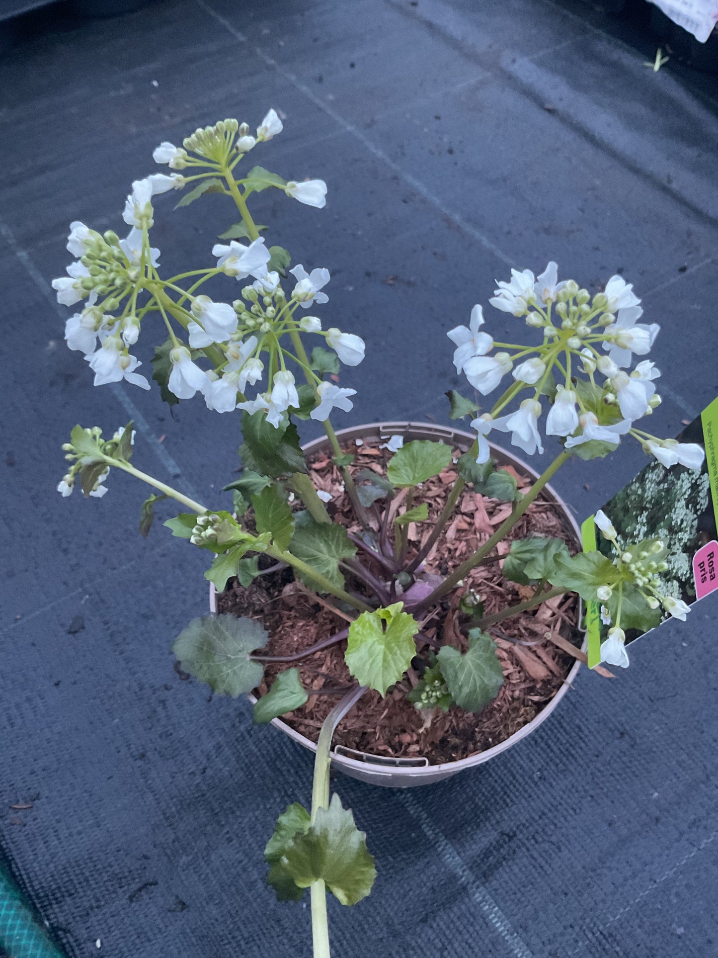 Pachyphragma marcophyllum P12