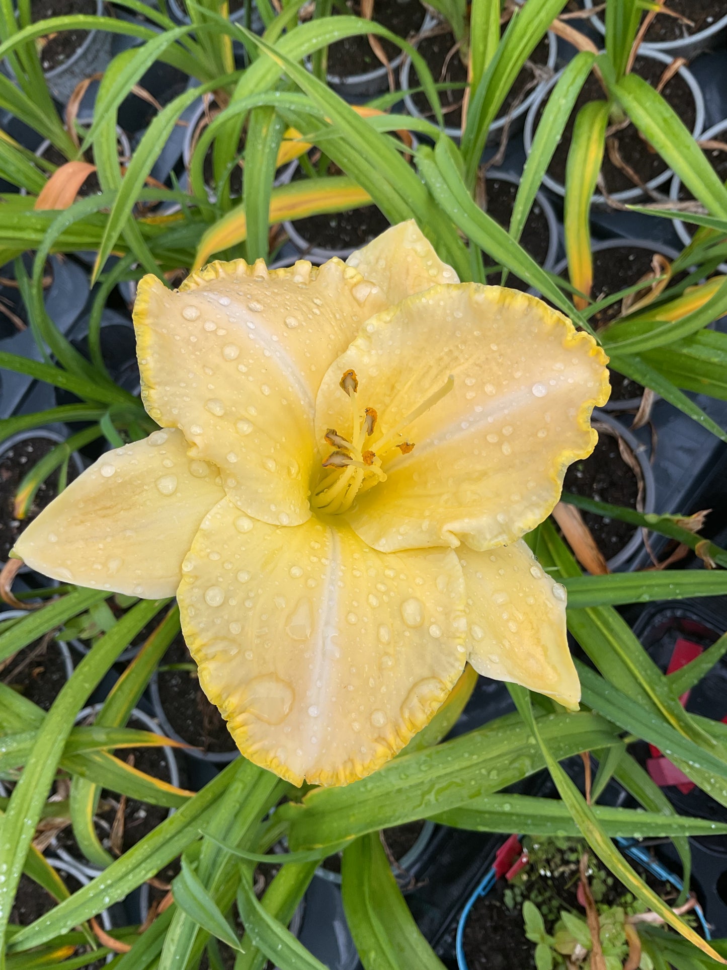 Hemerocallis ‘Baley Hay’ P12