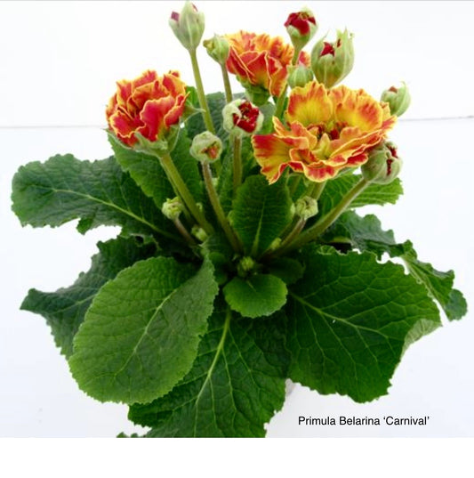 Primula Belarina ‘Carnival’ P12