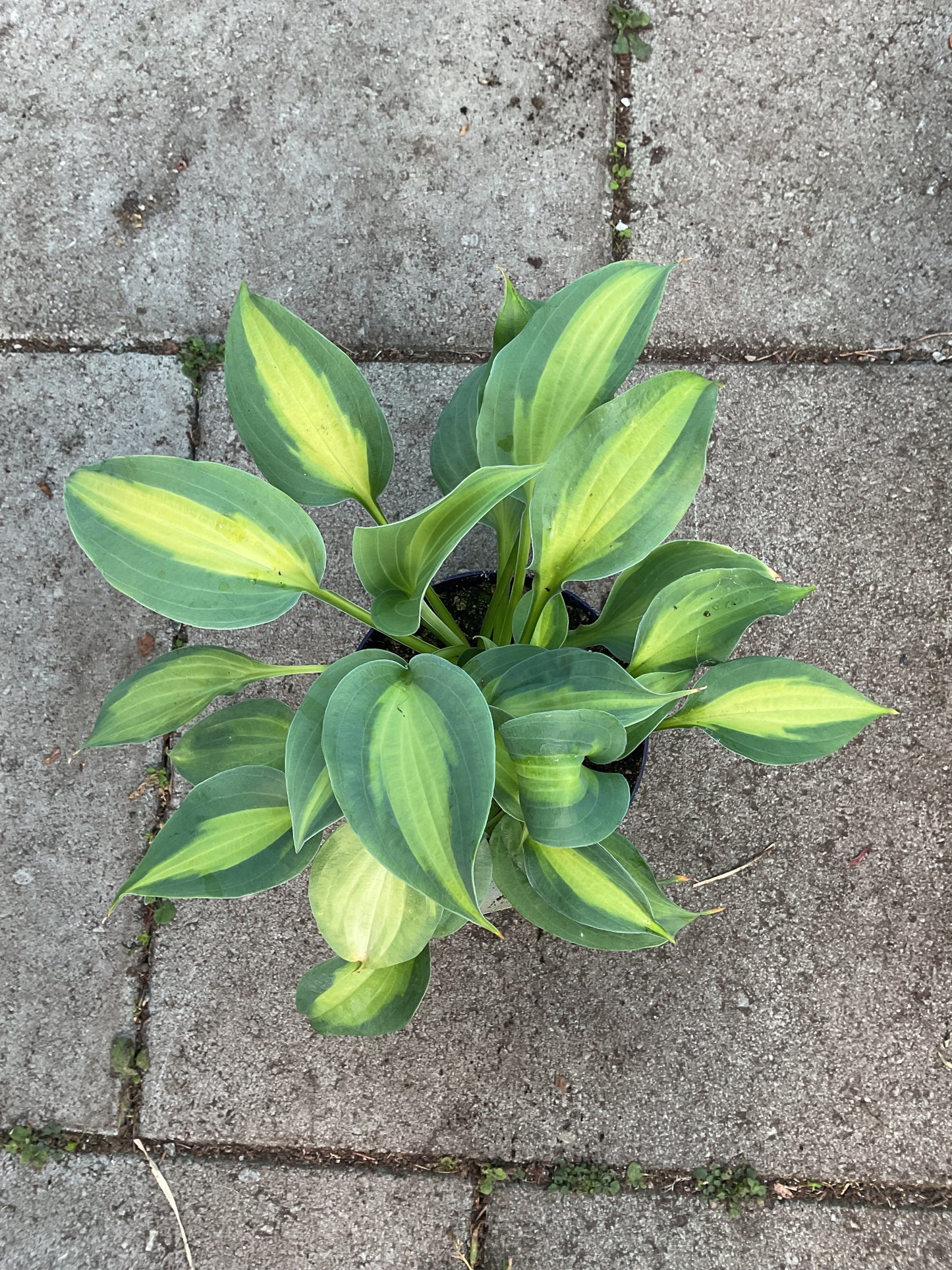 Hosta ‘Chain Lightning’